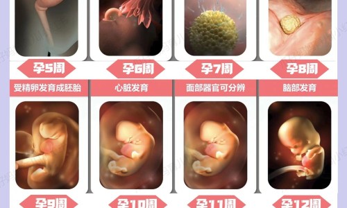 做流产手术可以吃羊肉吗专区_流产后可以吃羊肉么补身体专区_女人人流术后吃羊肉好不好网